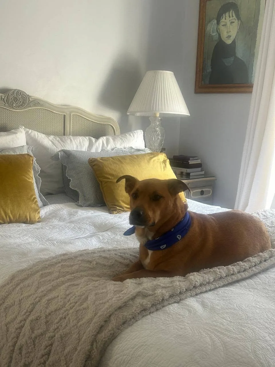 A dog relaxing on a bed during home-style care.