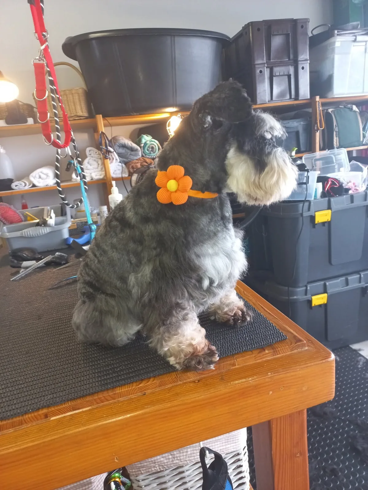 A schnauzer sitting neatly after a Fairy Dogmother groom.
