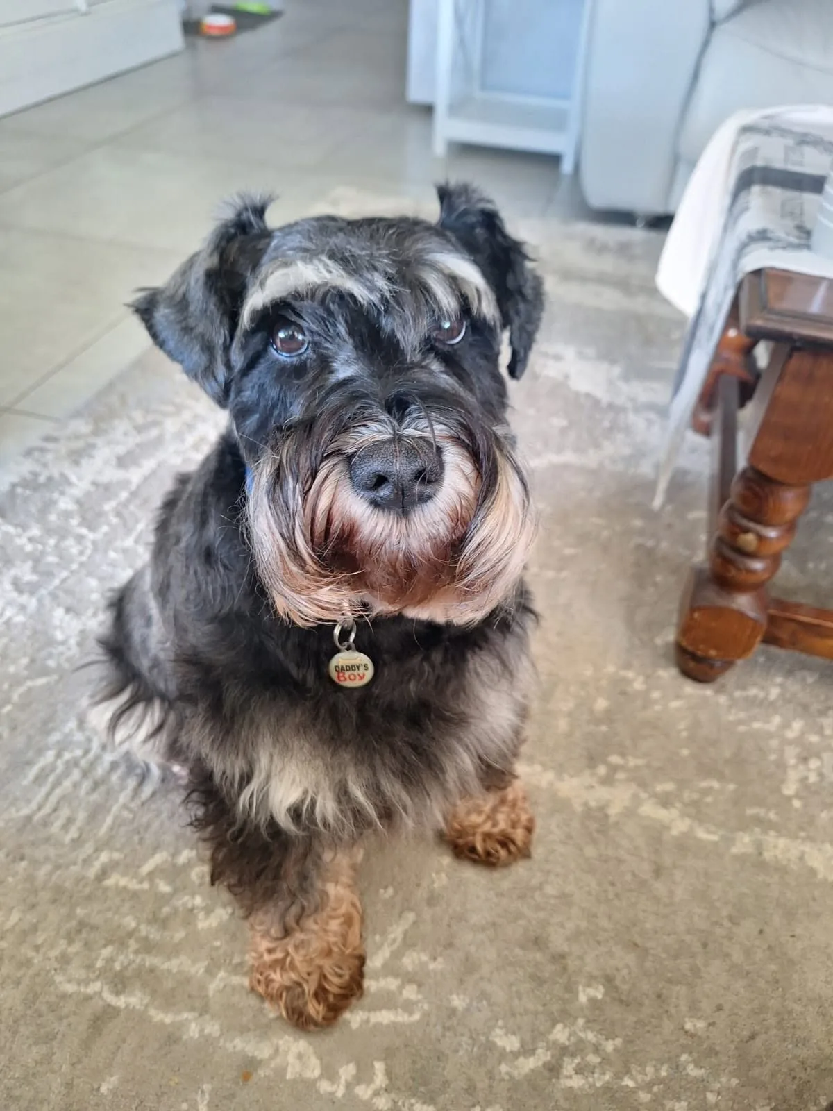 A schnauzer looking attentively towards the camera.